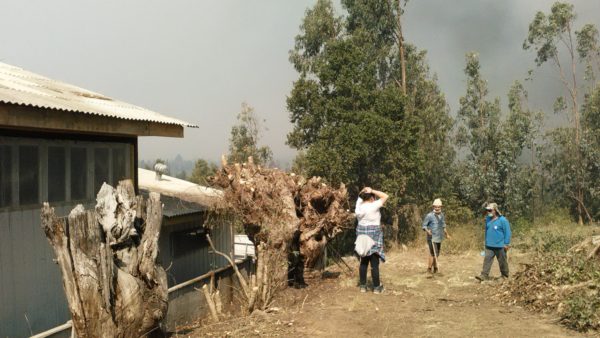 Algueros de Navidad solicitan generador de energía necesario luego de los incendios forestales ocurridos en la zona