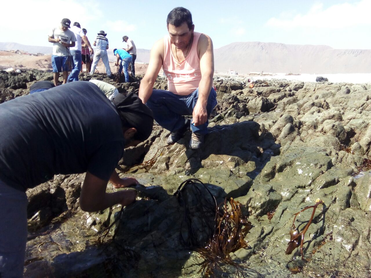 Pescadores Caleta Chanavayita iniciaron proyecto de repoblamiento de Huiro Negro