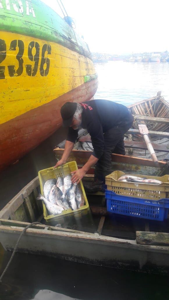 Conapach y pescadores de Los Lagos reiteran su rechazo a la calificación de los salmones escapados como fauna acompañante