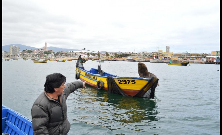 Conapach propone plan nacional del lobo marino que aborde las distintas pesquerías de la pesca artesanal