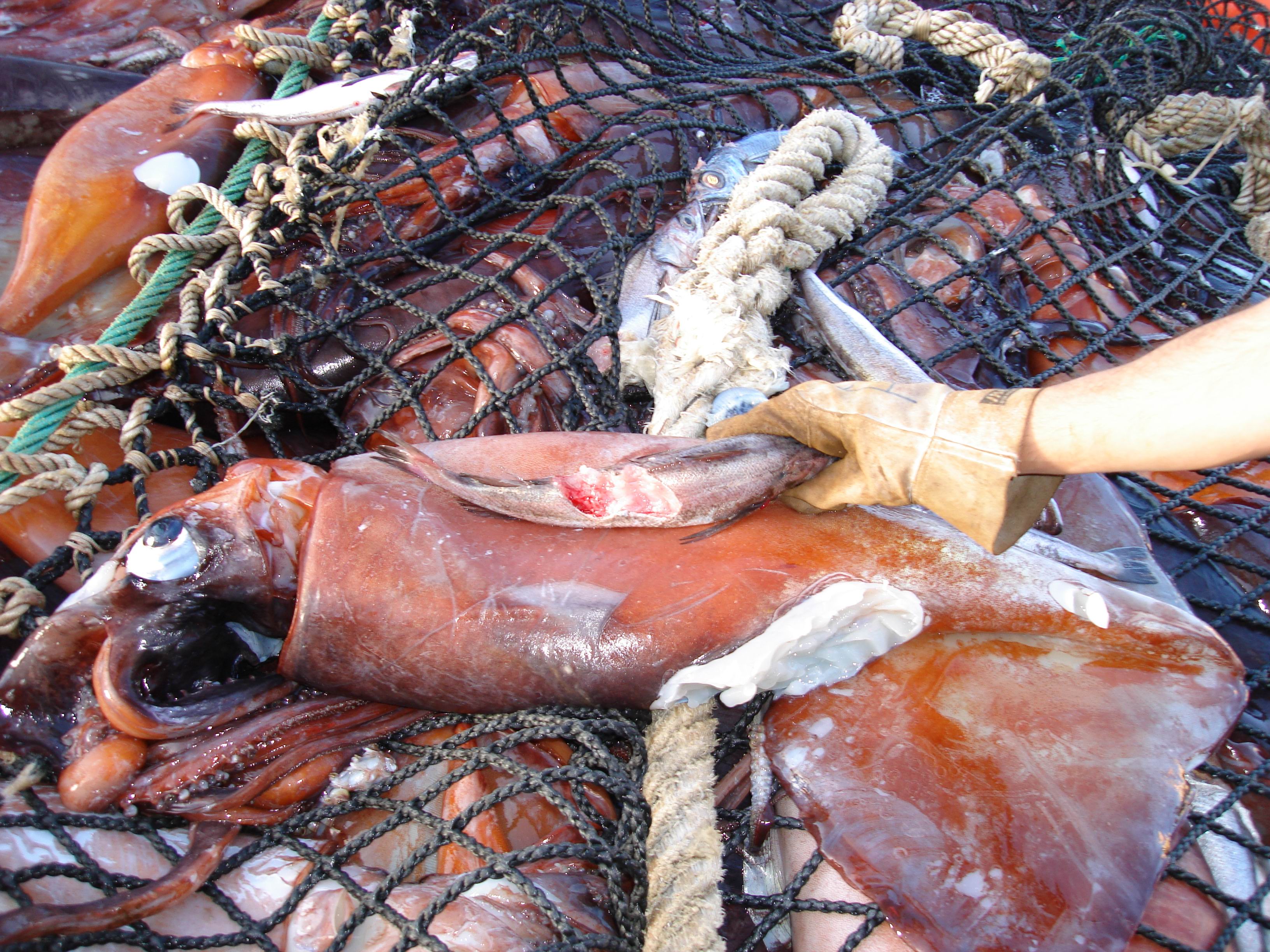 Preocupación entre pescadores artesanales por proyecto de la Jibia