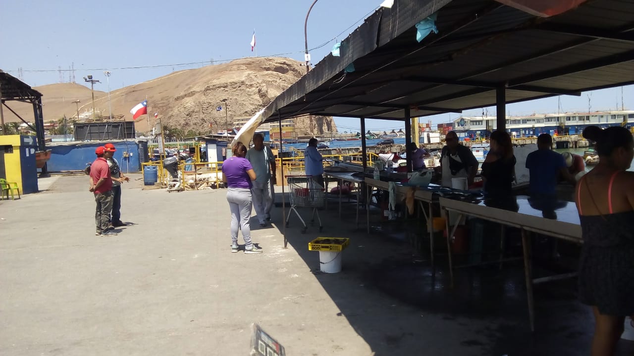 Covid-19 en Arica: ”La cuarentena total ha afectado al pescador para consumo humano”