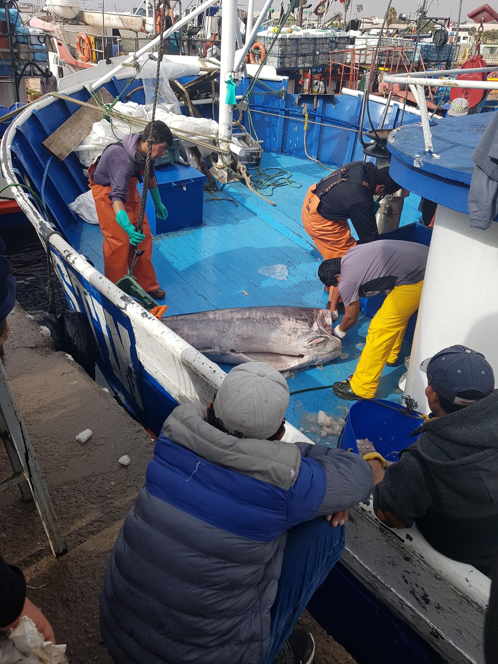 Covid-19: Alcadesa de Caldera solicita aduana sanitaria en el muelle de la pesca artesanal