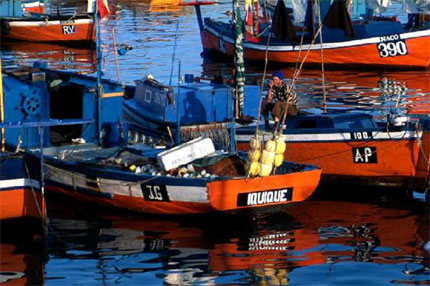 Iquique, región de Tarapacá: Pescadores artesanales solicitan ser considerados como productores de alimentos de primera necesidad