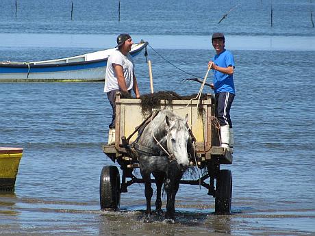 Pelilleros en la región de Los Lagos adelantan grave crisis en el sector