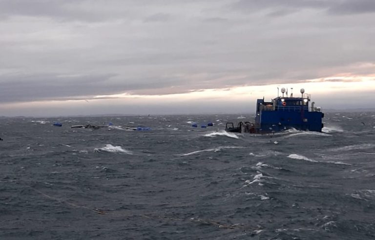 Región de Los Lagos: Escape de salmones y contaminación preocupa a dirigentes de la Conapach