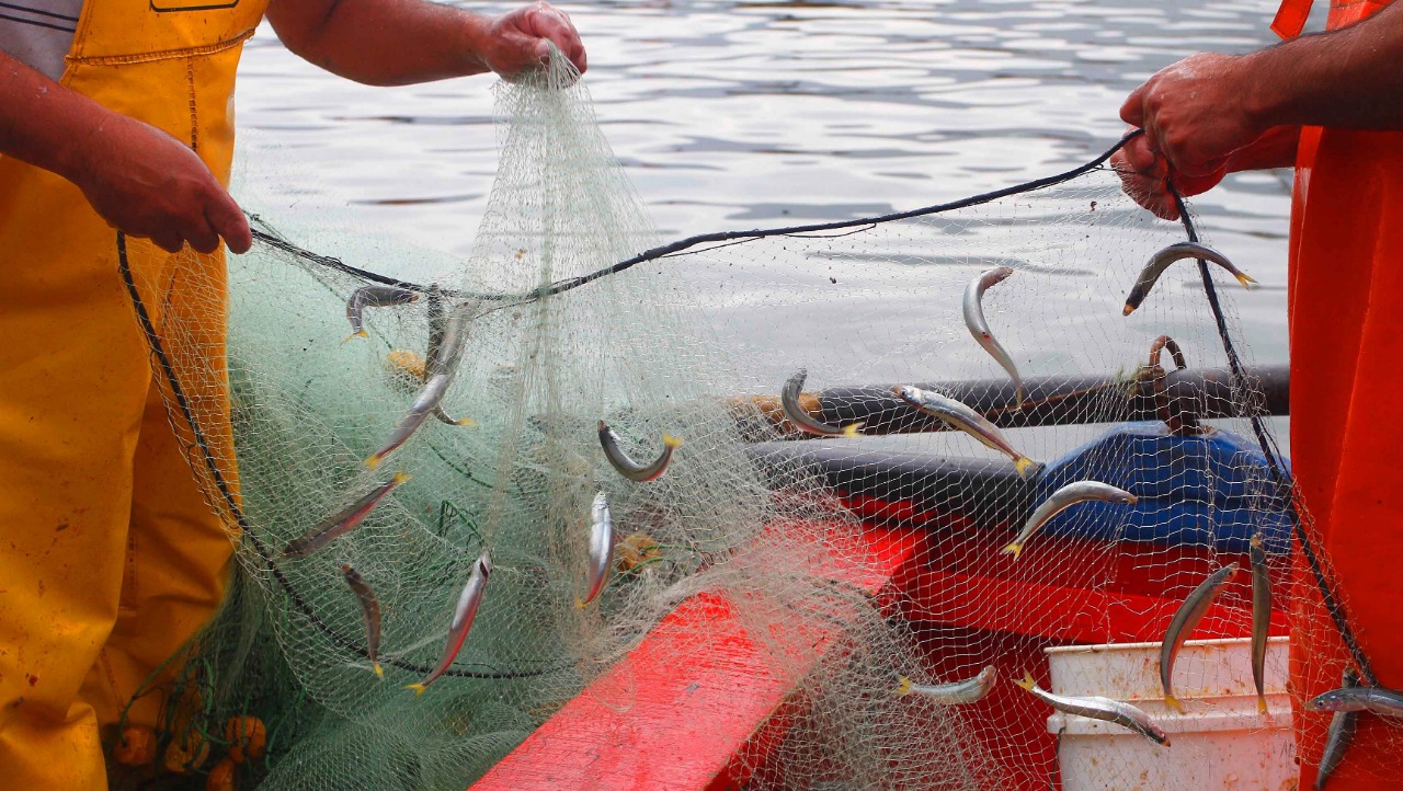 En estado de alerta se encuentran los pescadores artesanales pelágicos de la Macrozona Centro-sur por nueva baja de cuota