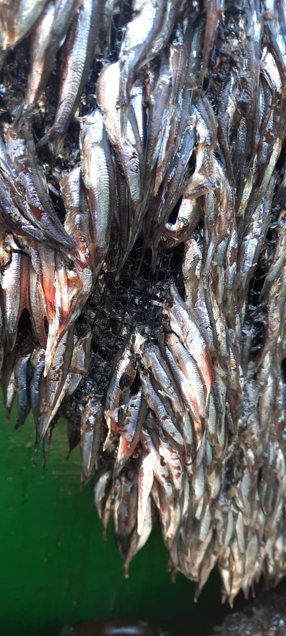 Pescadores artesanales de Arica piden veda anticipada de la anchoa