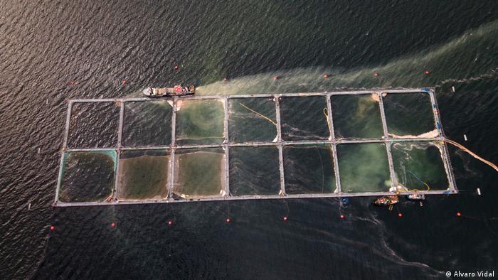 Pescadores de la Conapach se refieren al daño que provocan las salmoneras en fiordos y ríos 