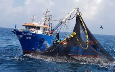 Pescadores Artesanales Pelágicos de la región del Bío Bío interponen recurso de protección contra la Subsecretaría de Pesca y Acuicultura